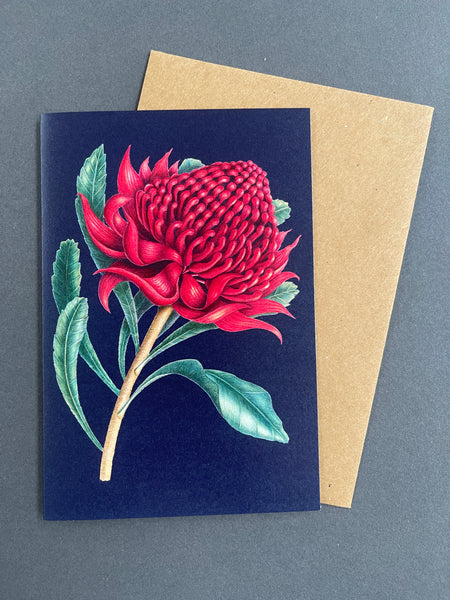 Card - Red Waratah by Paula Zetlein