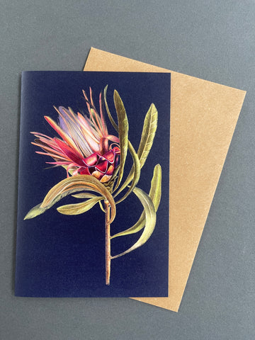Card - Red Protea by Paula Zetlein